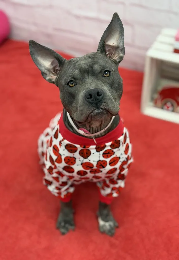 An adult medium-sized female Mixed Breed dog named Giddy for adoption in Detroit, MI