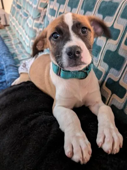 A baby large-sized female Labrador Retriever dog named Guinevere for adoption in Kansas City, MO