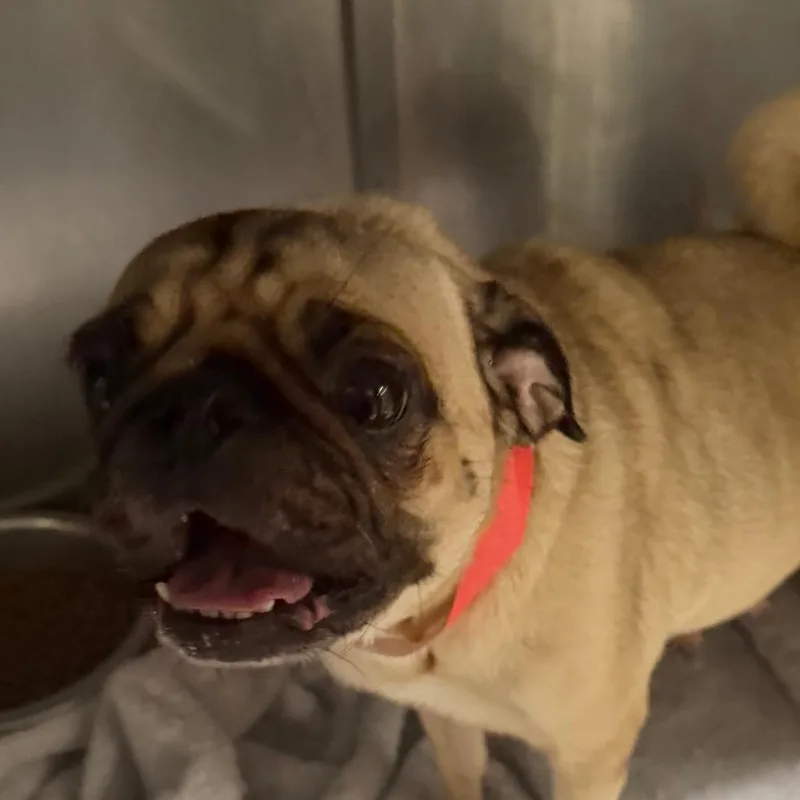 An adult small-sized female Pug dog named Grub for adoption in Yuma, AZ