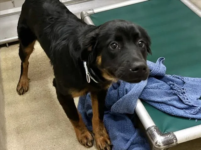 A young small-sized female Bernese Mountain Dog dog named Onyx for adoption in Chapel Hill, NC