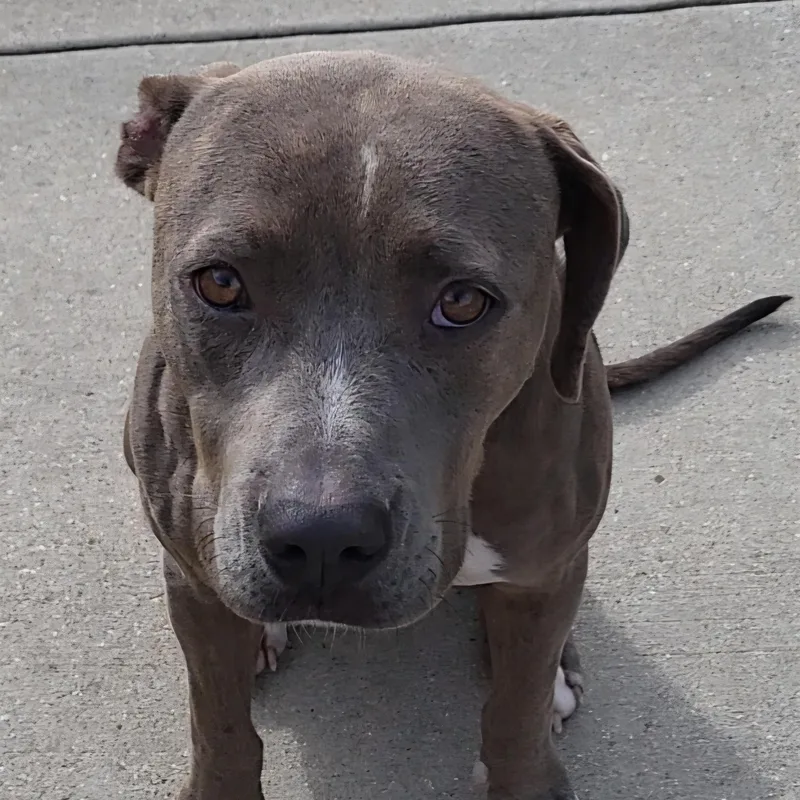 An adult medium-sized female Brindle Pit Bull Terrier dog named ButterNut for adoption in Rockdale, TX
