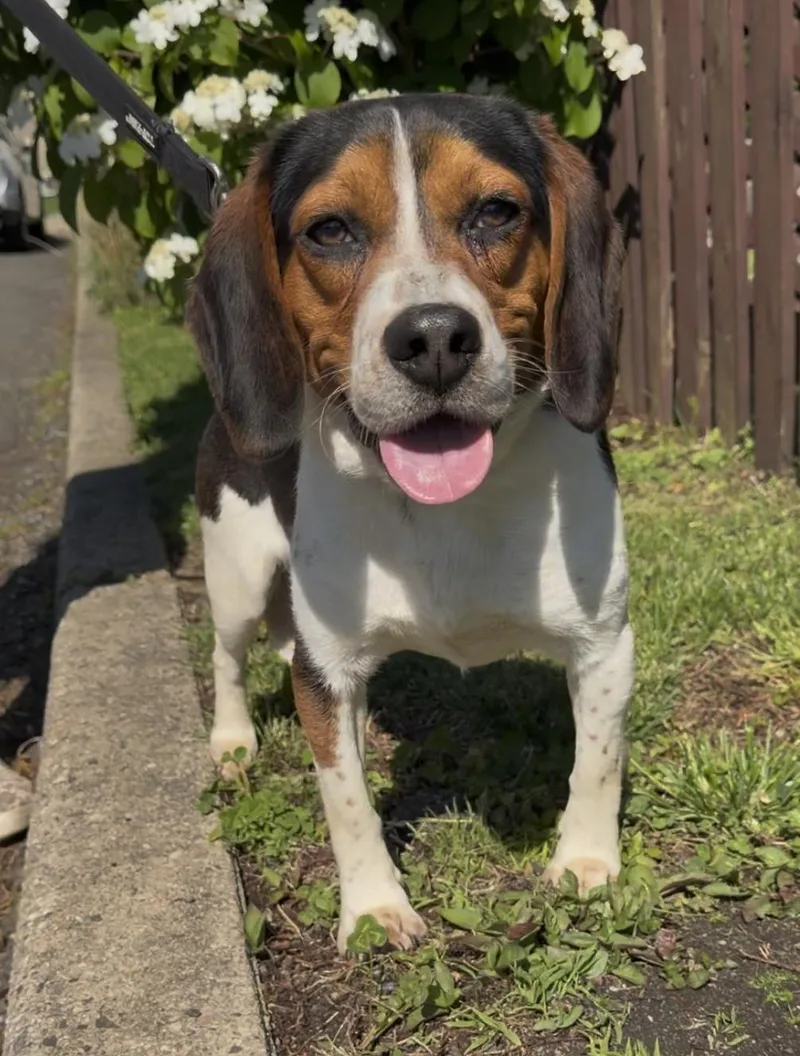 An adult medium-sized male Tricolor (Brown, Black, & White) Beagle dog named Charlie for adoption in Wantagh, NY