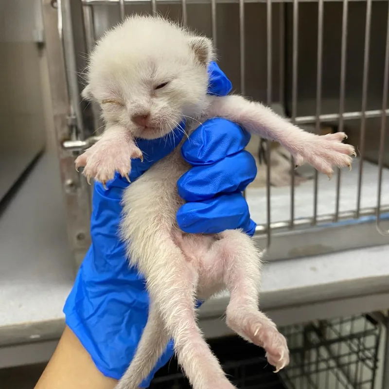 A baby small-sized female Siamese cat named Brownie for adoption in Westminster, CA