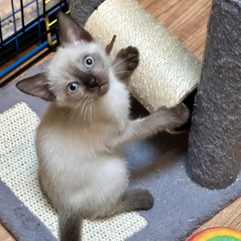 Brownie thumbnail 2