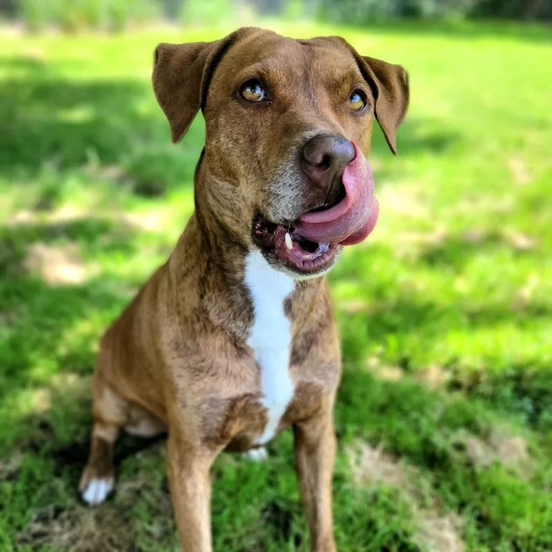 An adult medium-sized male Brindle Hound dog named Heath for adoption in Denison, TX