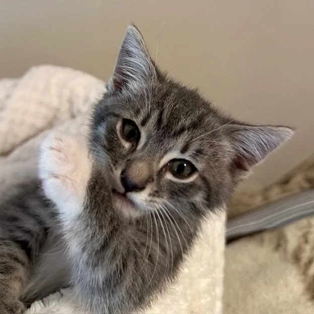 A baby small-sized male Domestic Short Hair cat named Samuel for adoption in Cumming, GA