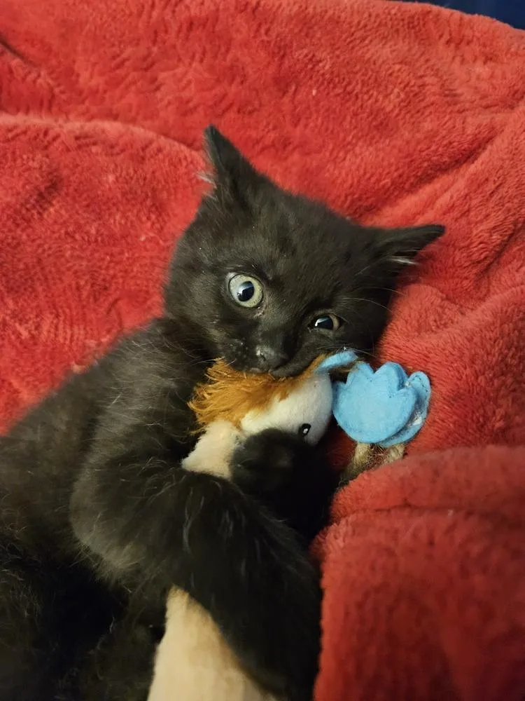 A baby small-sized male Black & White / Tuxedo Domestic Short Hair cat named Lane for adoption in Chicago, IL