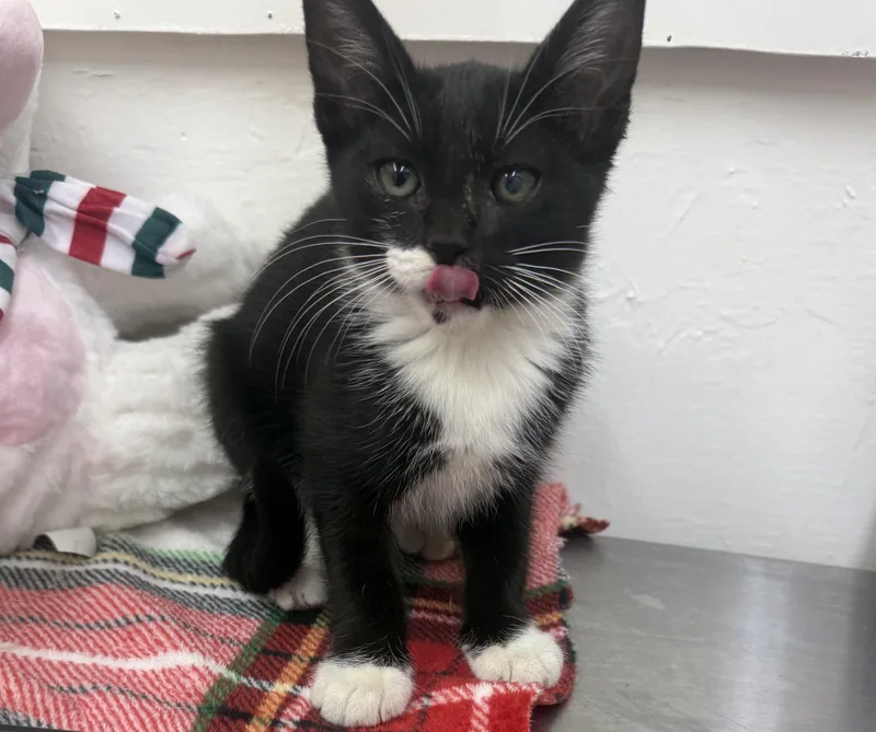 A young medium-sized male Black & White / Tuxedo Domestic Short Hair cat named Adam for adoption in Sonora, CA
