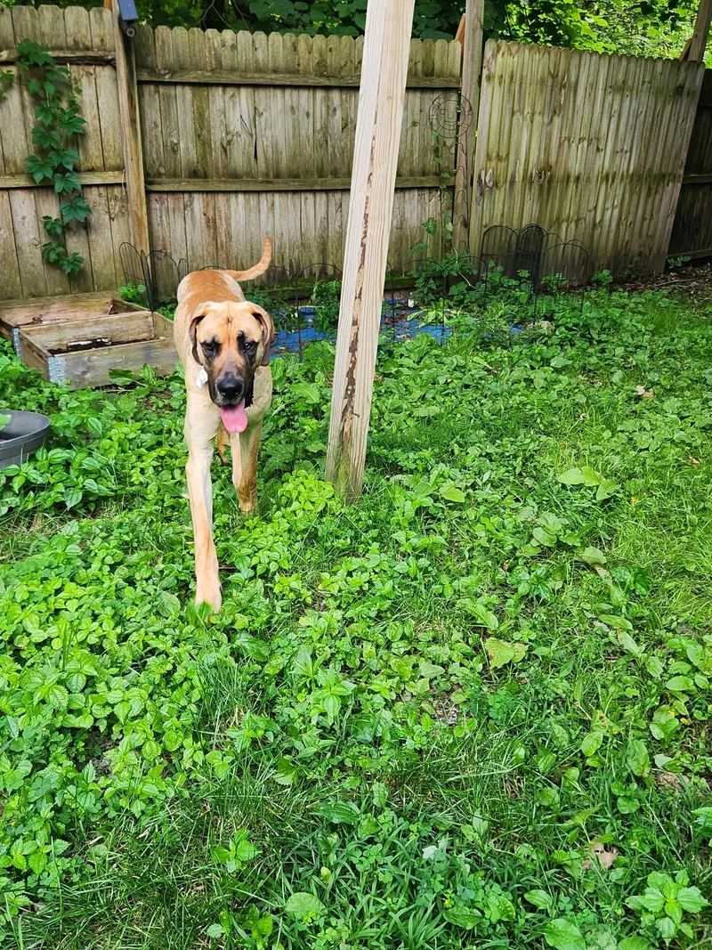 An adult extra large-sized male Yellow / Tan / Blond / Fawn Great Dane dog named River for adoption in New Castle, PA