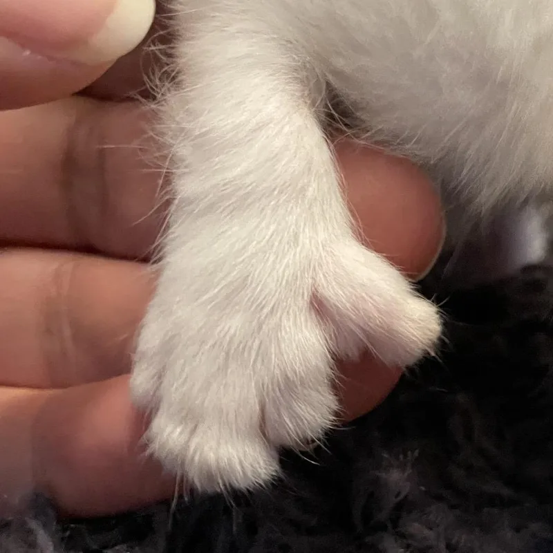 A baby small-sized female White Domestic Short Hair cat named Penelope for adoption in Bel Air, MD