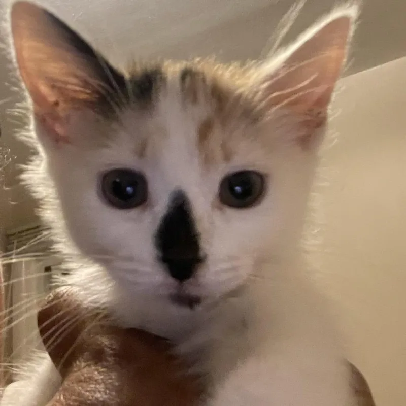 Penelope thumbnail 2