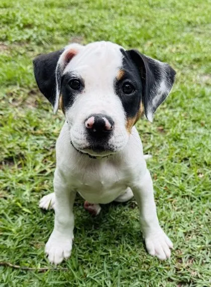 An adult medium-sized male Treeing Walker Coonhound dog named Roscoe for adoption in Brunswick, GA