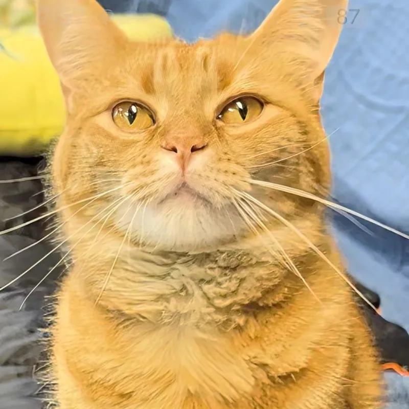 An adult medium-sized male Tabby (Orange / Red) Domestic Short Hair cat named Simba for adoption in West Jefferson, OH