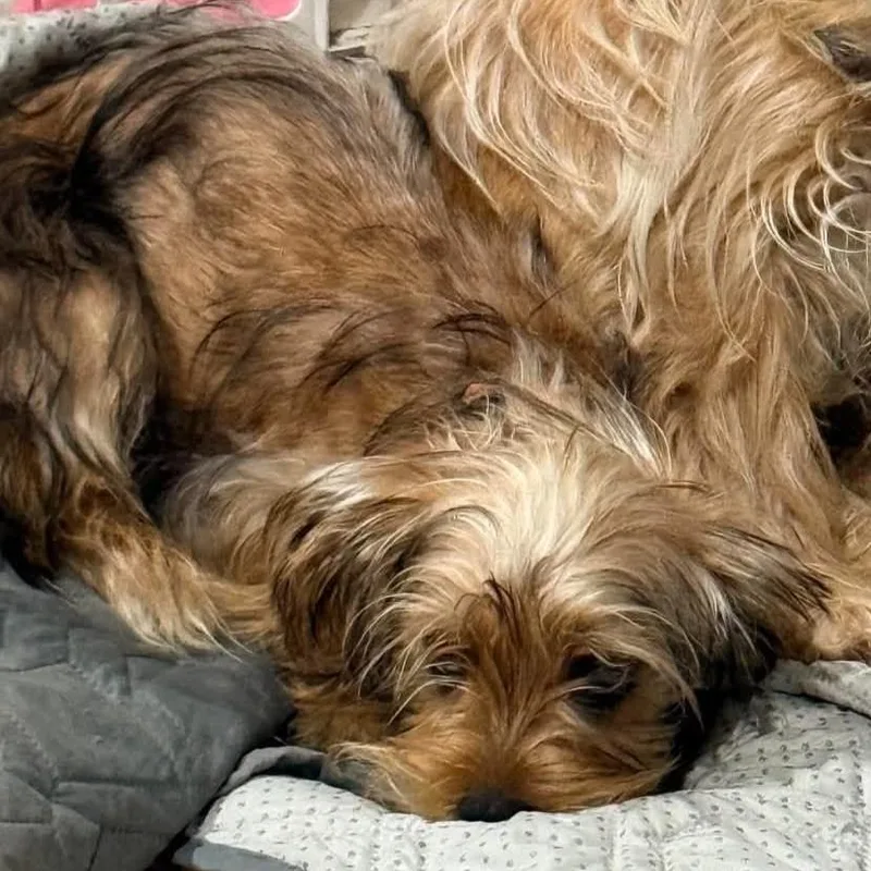 A young small-sized male Yorkshire Terrier dog named Remy for adoption in Grand Forks, ND