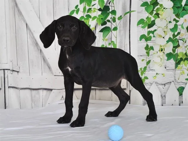 A baby small-sized male Weimaraner dog named Tracker for adoption in Oroville, CA