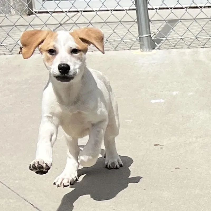 A baby small-sized female Gray / Blue / Silver Pit Bull Terrier dog named Frenchie for adoption in Chattanooga, TN