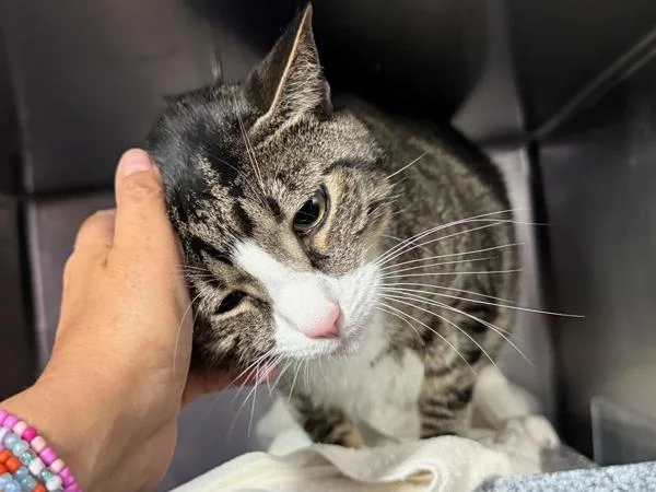 An adult large-sized male Domestic Short Hair cat named Zeus for adoption in New York, NY