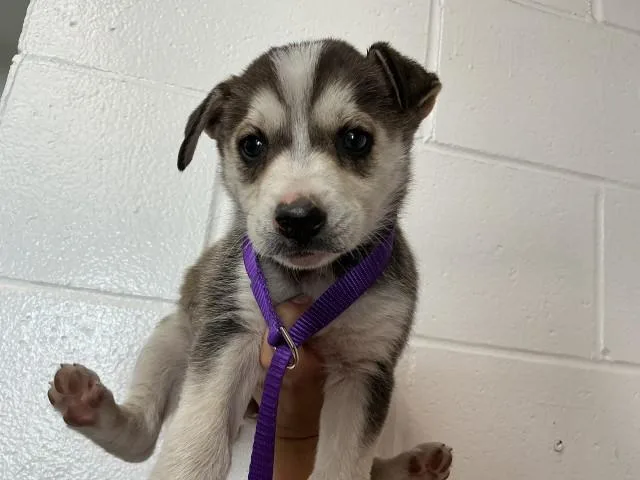 A baby small-sized female Siberian Husky dog named Starfire for adoption in San Bernardino, CA