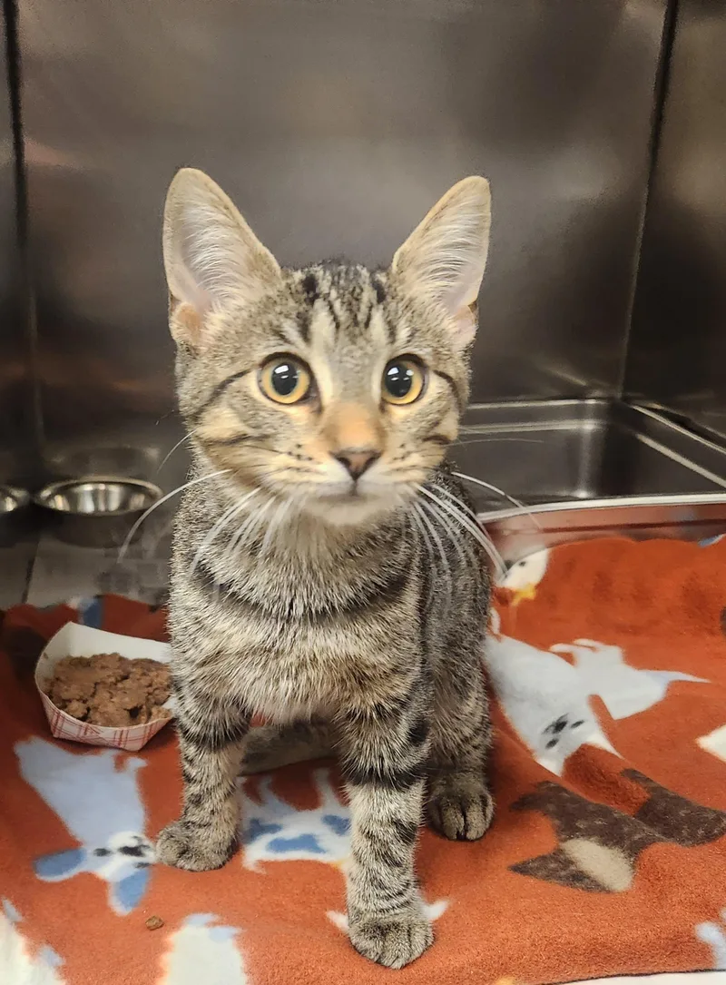 A baby medium-sized male Tabby (Brown / Chocolate) Domestic Short Hair cat named Suriel for adoption in Clayton, NJ