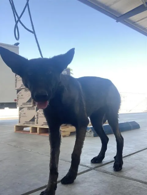 A young large-sized female Belgian Shepherd / Malinois dog named Dr. Bailey for adoption in Bakersfield, CA