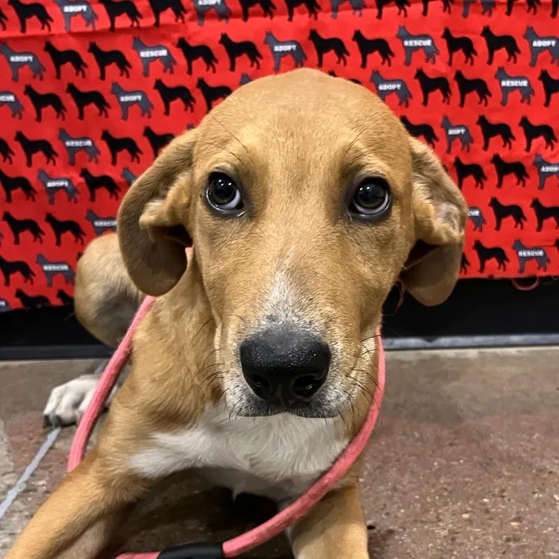 A baby large-sized female Red / Chestnut / Orange Rhodesian Ridgeback dog named Bubbles for adoption in Washburn, MO