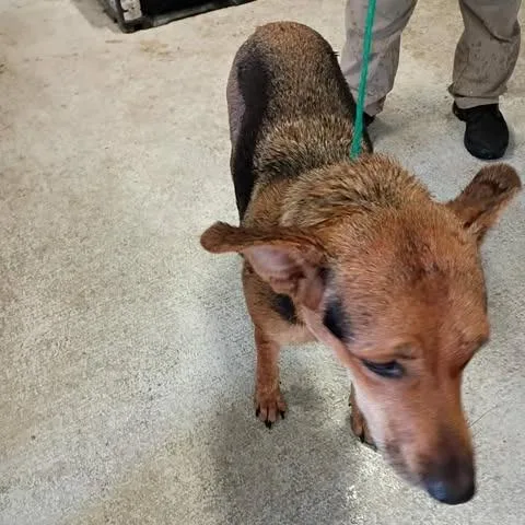 An adult medium-sized female Yellow / Tan / Blond / Fawn Shepherd dog named Potts for adoption in Bastrop, TX