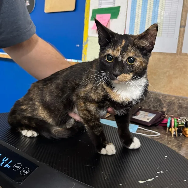 A young medium-sized female Tortoiseshell Domestic Short Hair cat named Tammy for adoption in Eureka Springs, AR