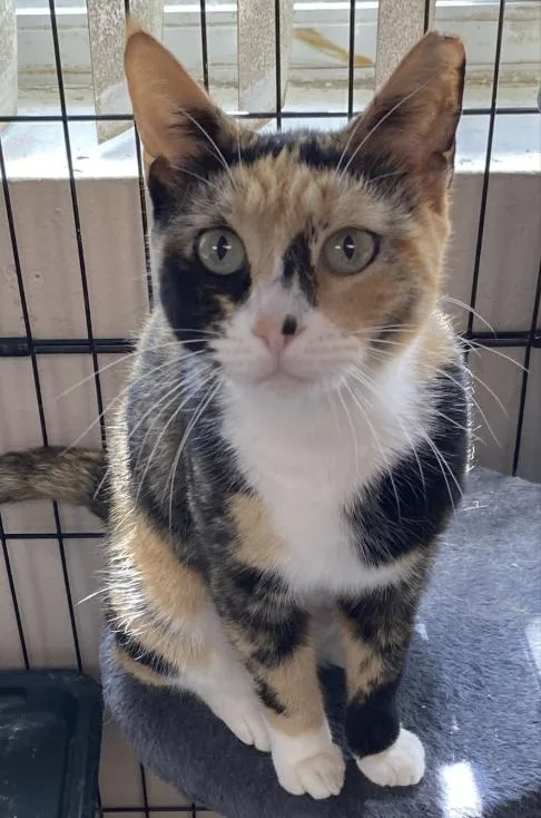 A young medium-sized female Domestic Short Hair cat named Toffee for adoption in Hudson, NH