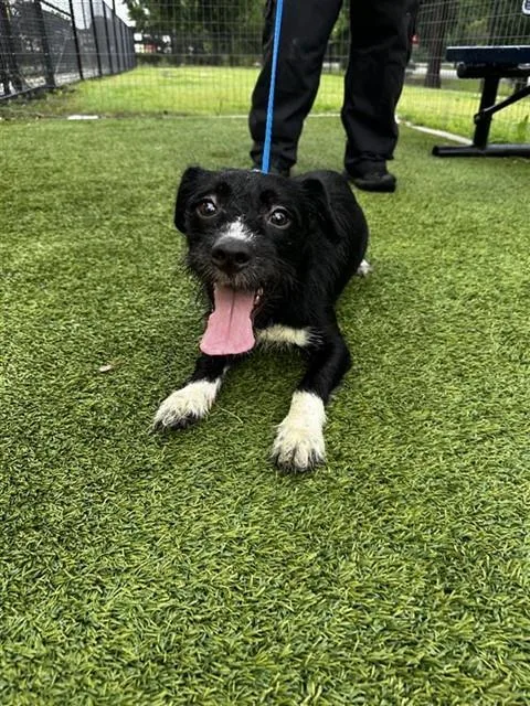 An adult medium-sized female Dachshund dog named A for adoption in Houston, TX