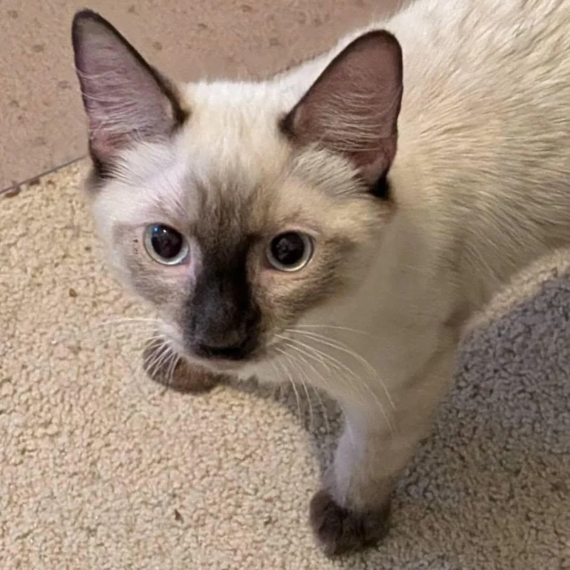 A baby medium-sized male Chocolate Point Siamese cat named Kanoa for adoption in Queen Creek, AZ