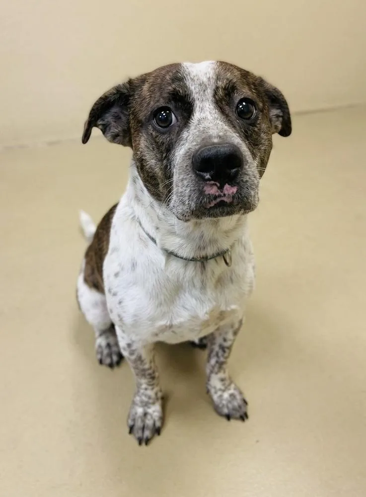 A senior medium-sized male Corgi dog named Odin for adoption in Sparta, NC