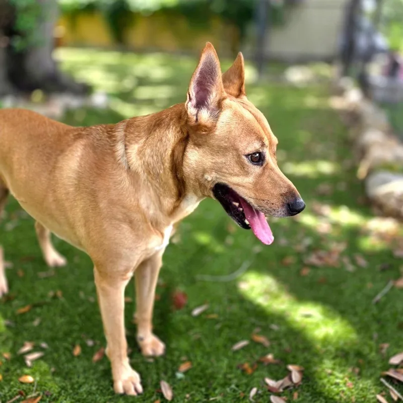 An adult medium-sized male Yellow / Tan / Blond / Fawn Mixed Breed dog named Divine for adoption in Port Charlotte, FL