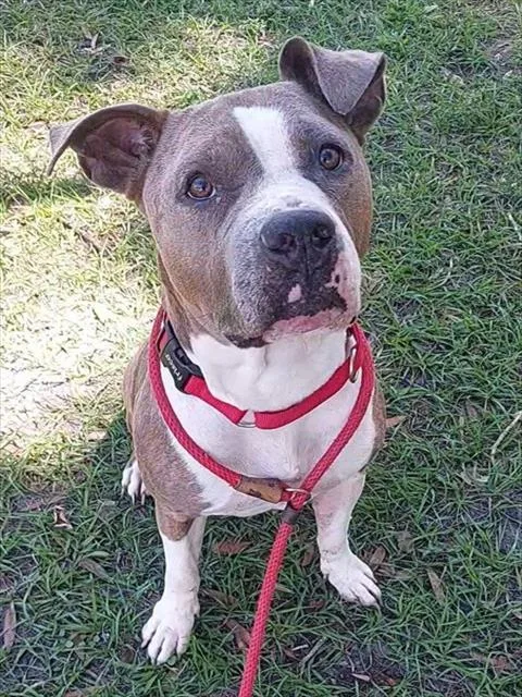 An adult large-sized female American Staffordshire Terrier dog named Tinkerbelle for adoption in Fort Lauderdale, FL