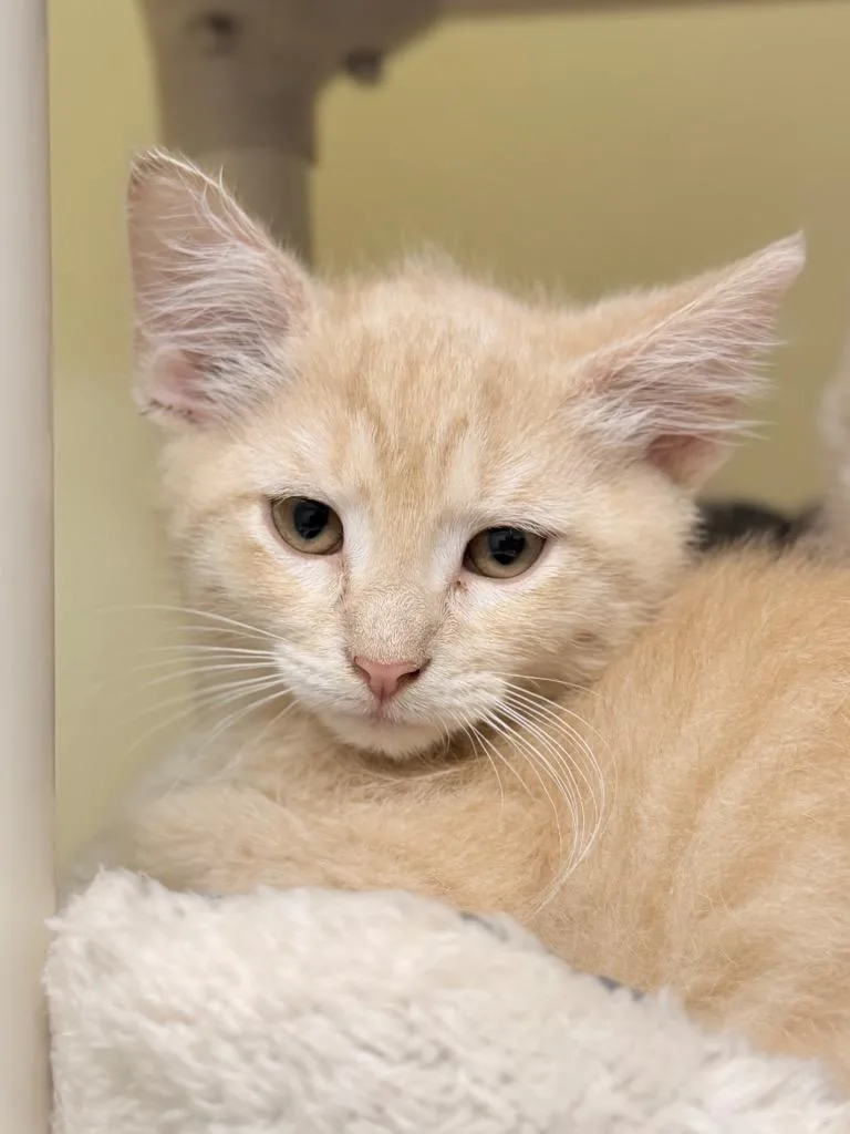 A baby medium-sized male Domestic Short Hair cat named Relish for adoption in Menomonie, WI