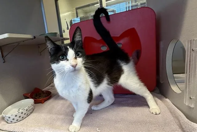 An adult medium-sized female Domestic Short Hair cat named Gertie for adoption in Auburn, CA