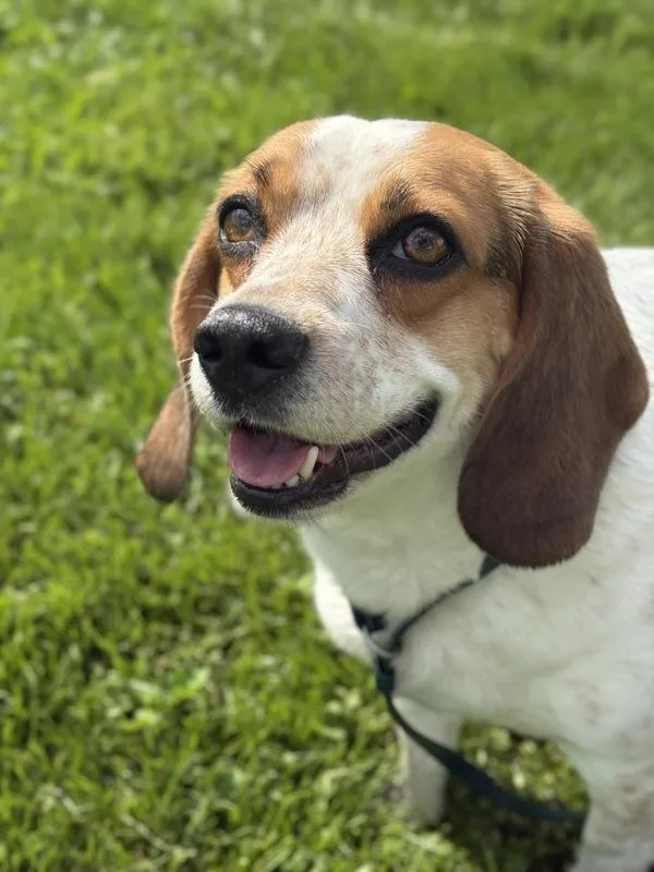 Agatha