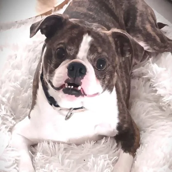 An adult small-sized male Brindle Boston Terrier dog named Mickey for adoption in Palm Harbor, FL