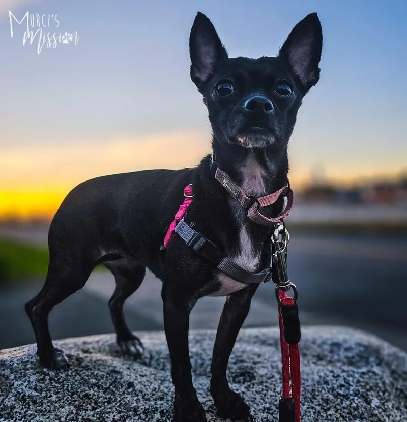 An adult small-sized female Black Chihuahua dog named Sunflower Seed for adoption in Spokane , WA
