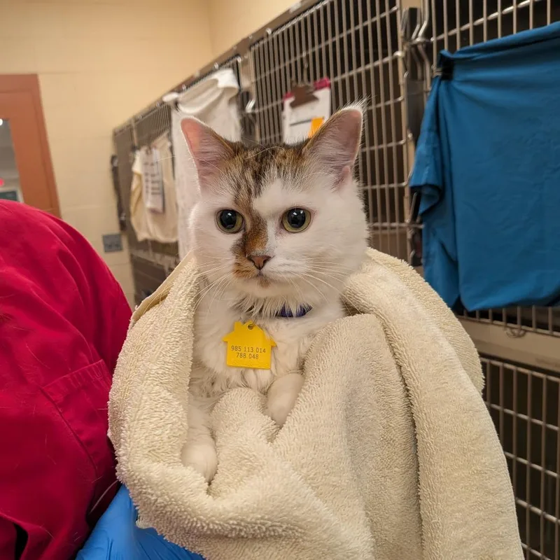 An adult small-sized female Domestic Long Hair cat named Cream for adoption in Springfield, MA