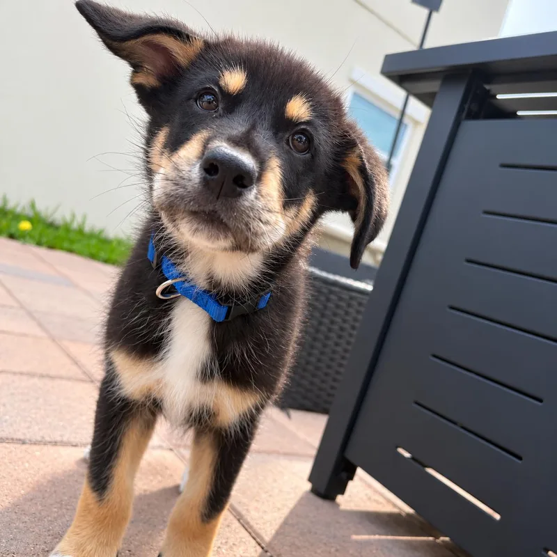 A baby large-sized male Border Collie dog named Frankie for adoption in Brownsville, TX