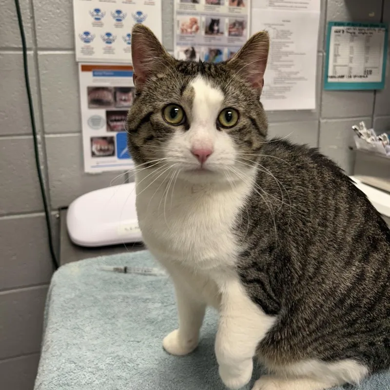 An adult large-sized male White American Shorthair cat named Thomas for adoption in West Olive, MI