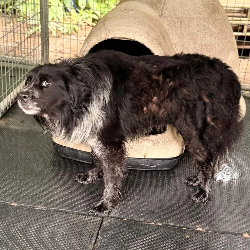 An adult large-sized male Black Collie dog named Moose for adoption in Evensville, TN