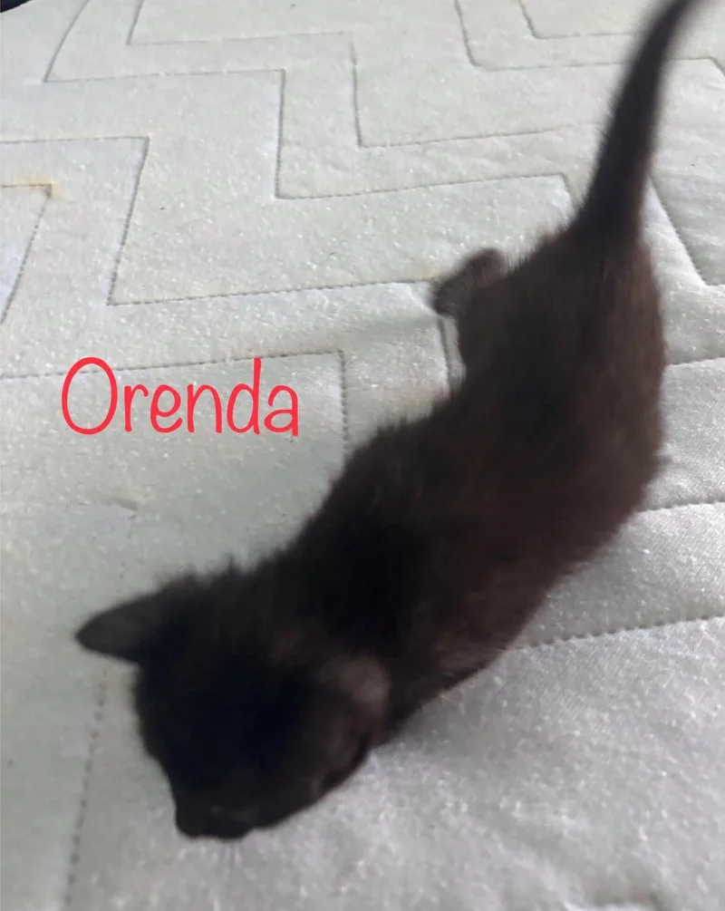 A baby small-sized female Domestic Short Hair cat named Orenda for adoption in Snyder, TX