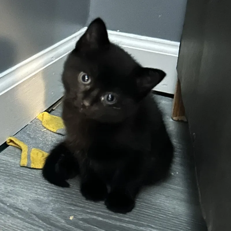 A baby small-sized male Black Domestic Short Hair cat named Donut for adoption in Atlanta, GA