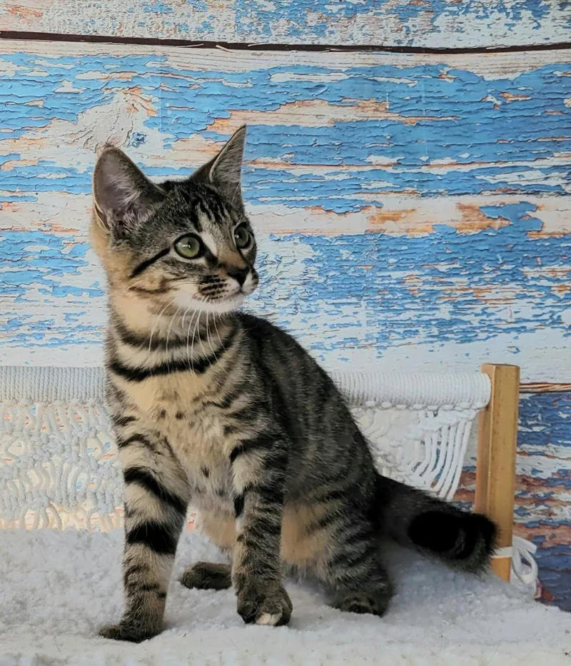 A baby small-sized female Tabby (Brown / Chocolate) Tabby cat named Samus for adoption in Greensburg, PA