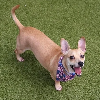 An adult small-sized male Mixed Breed dog named Bobby Mack for adoption in Athens, GA