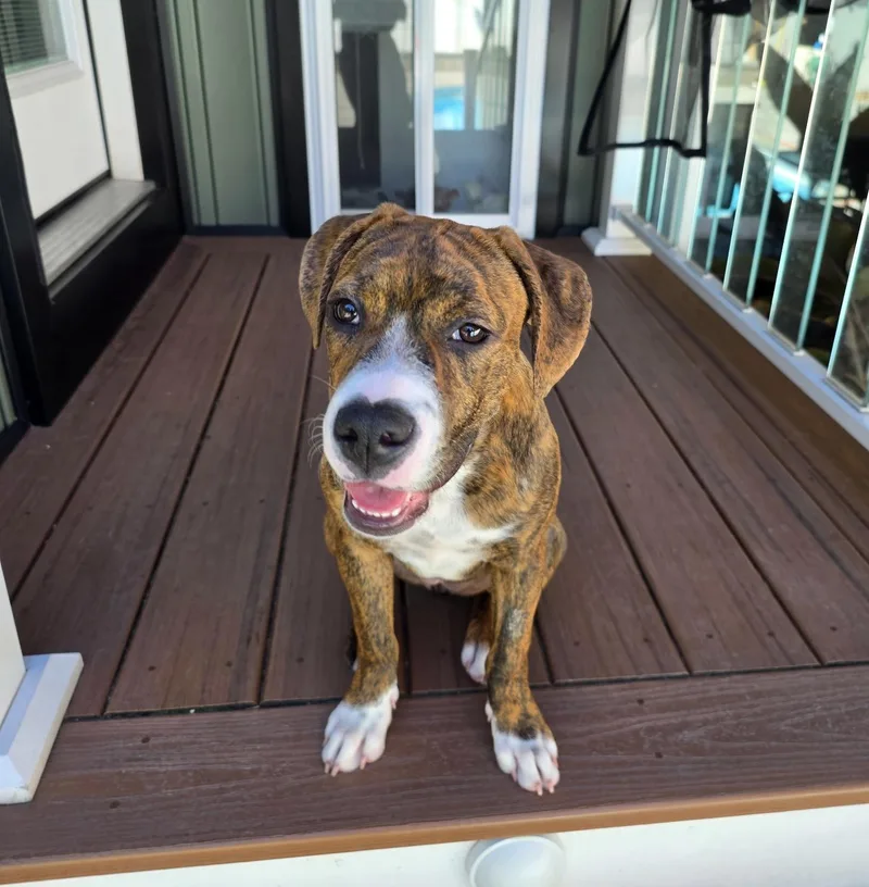 A baby medium-sized female Brindle Terrier dog named Sassy for adoption in Seale, AL