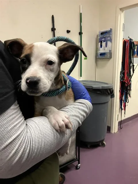 A baby small-sized female Pit Bull Terrier dog named Cynder for adoption in Long Beach, CA