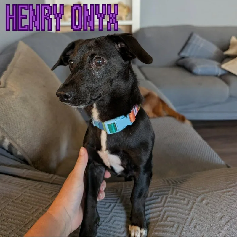 Henry Onyx thumbnail 2