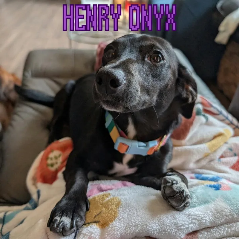Henry Onyx thumbnail 3